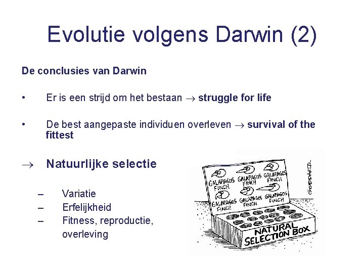 Evolutie volgens Darwin (2) De conclusies van Darwin • Er is een strijd om