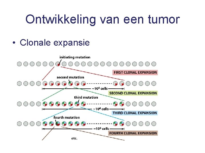 Ontwikkeling van een tumor • Clonale expansie 