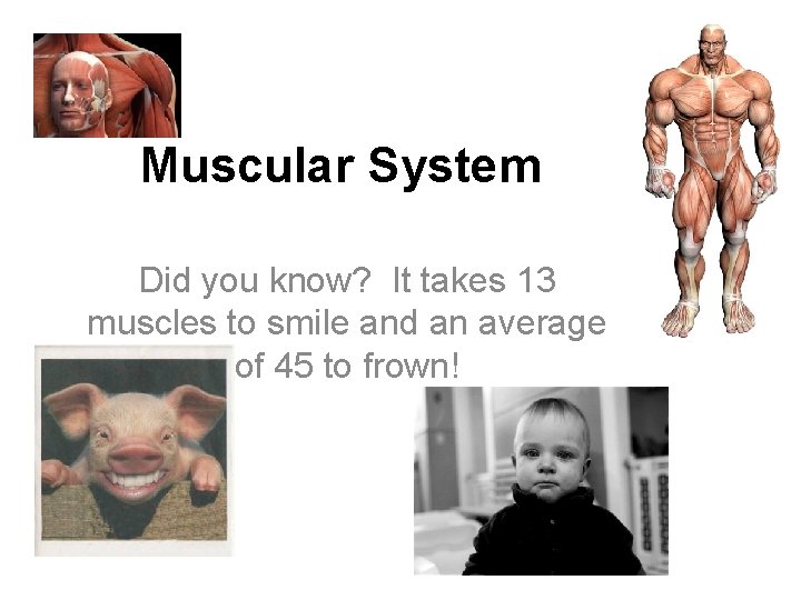 Muscular System Did you know? It takes 13 muscles to smile and an average
