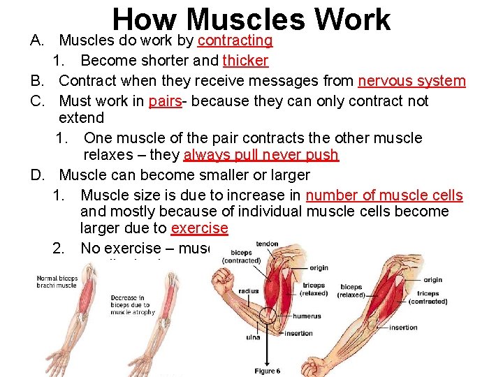 A. How Muscles Work Muscles do work by contracting 1. Become shorter and thicker