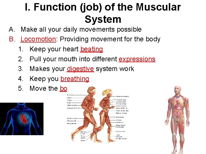 I. Function (job) of the Muscular System A. Make all your daily movements possible