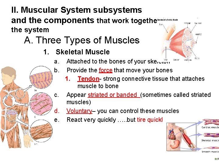 ll. Muscular System subsystems and the components that work together to support the system