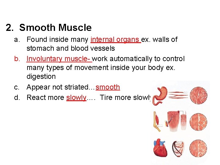 2. Smooth Muscle a. Found inside many internal organs ex. walls of stomach and