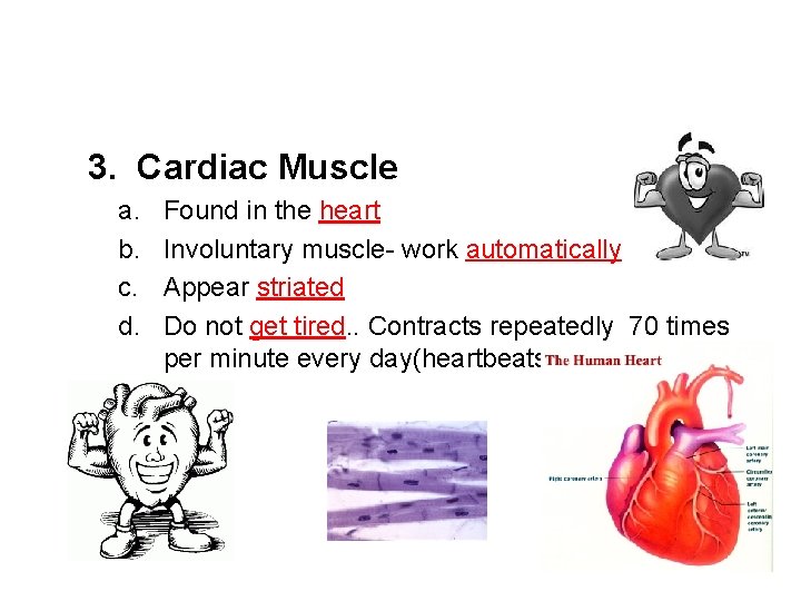 3. Cardiac Muscle a. b. c. d. Found in the heart Involuntary muscle- work