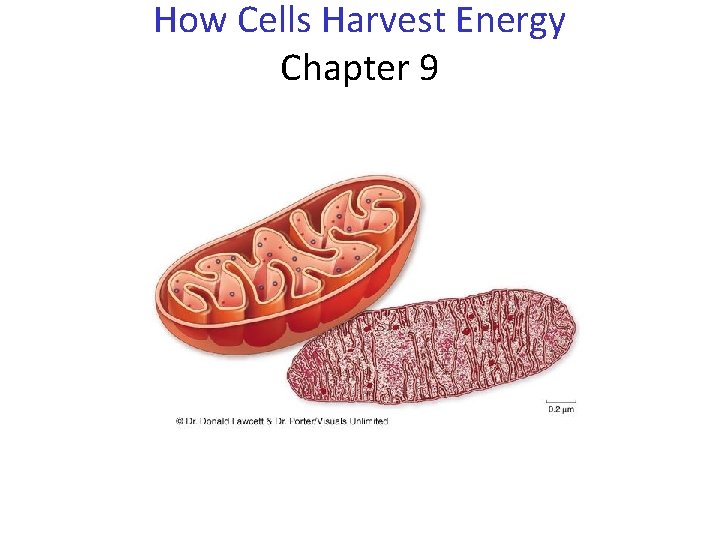 How Cells Harvest Energy Chapter 9 