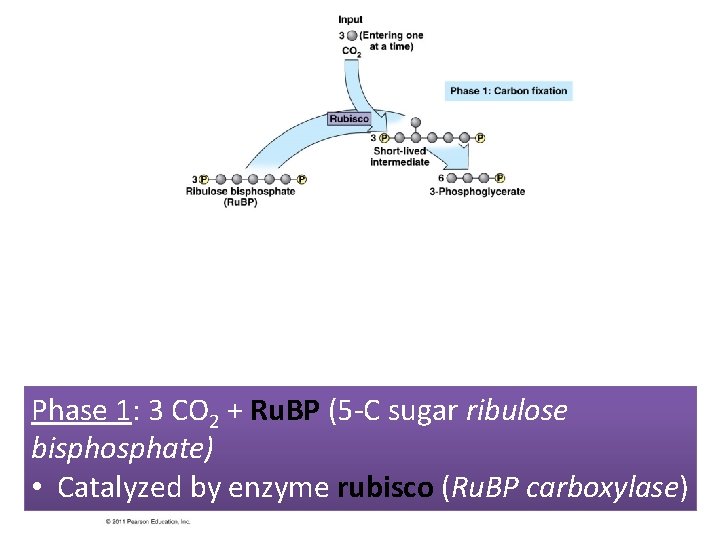 Phase 1: 3 CO 2 + Ru. BP (5 -C sugar ribulose bisphosphate) •