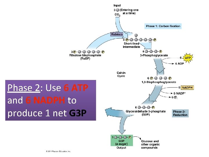 Phase 2: Use 6 ATP and 6 NADPH to produce 1 net G 3