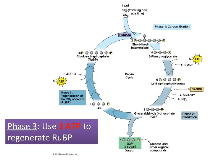 Phase 3: Use 3 ATP to regenerate Ru. BP 