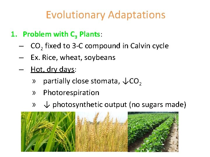 Evolutionary Adaptations 1. Problem with C 3 Plants: – CO 2 fixed to 3