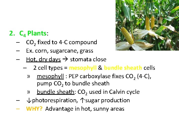 2. C 4 Plants: – CO 2 fixed to 4 -C compound – Ex.