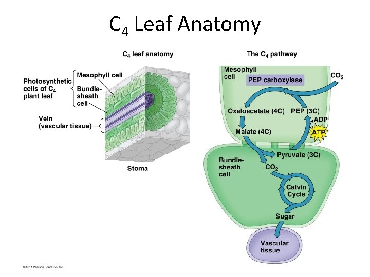 C 4 Leaf Anatomy 