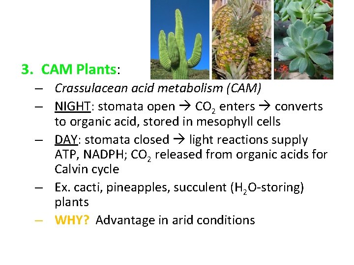 3. CAM Plants: – Crassulacean acid metabolism (CAM) – NIGHT: stomata open CO 2