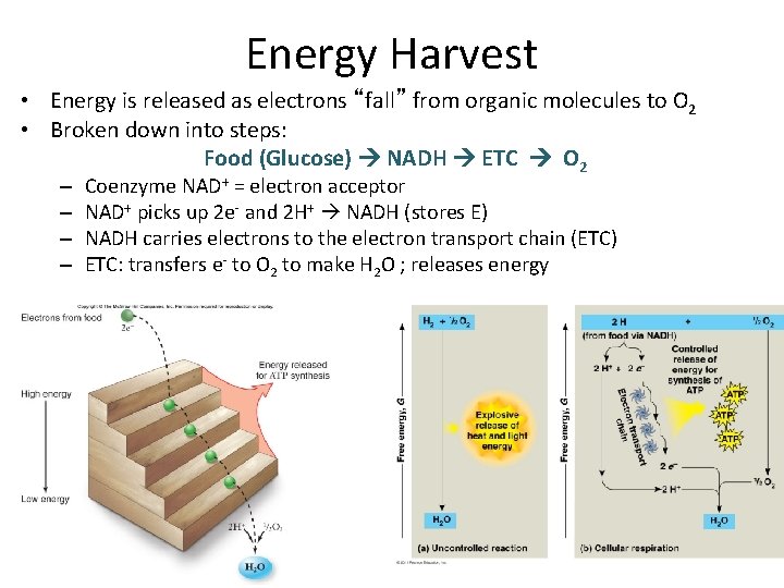 Energy Harvest • Energy is released as electrons “fall” from organic molecules to O