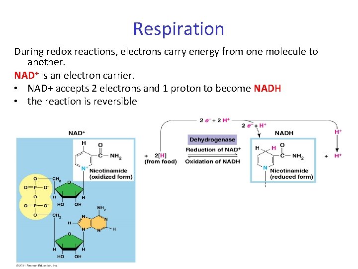 Respiration During redox reactions, electrons carry energy from one molecule to another. NAD+ is