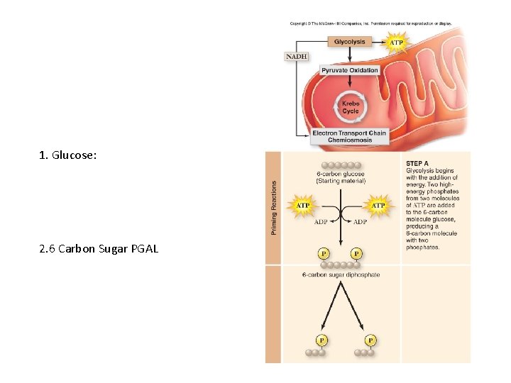 1. Glucose: 2. 6 Carbon Sugar PGAL 