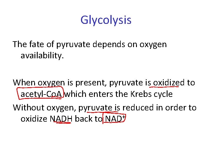 Glycolysis The fate of pyruvate depends on oxygen availability. When oxygen is present, pyruvate