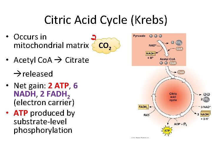 Citric Acid Cycle (Krebs) • Occurs in mitochondrial matrix • Acetyl Co. A Citrate