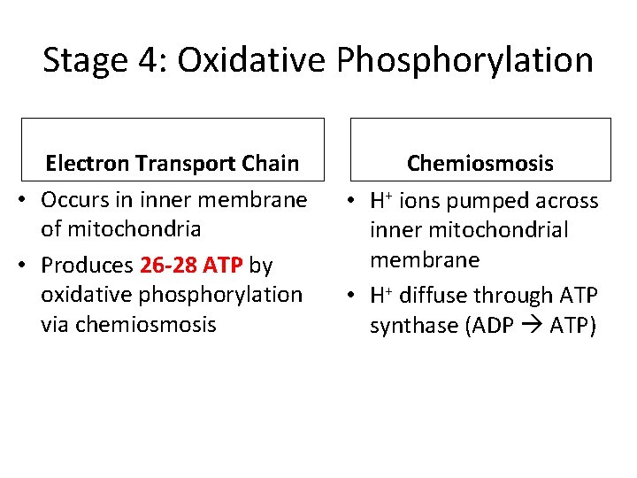 Stage 4: Oxidative Phosphorylation Electron Transport Chain • Occurs in inner membrane of mitochondria