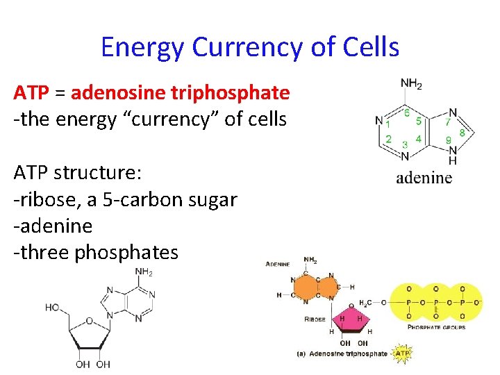 Energy Currency of Cells ATP = adenosine triphosphate -the energy “currency” of cells ATP