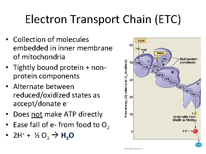 Electron Transport Chain (ETC) • Collection of molecules embedded in inner membrane of mitochondria