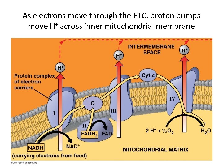 As electrons move through the ETC, proton pumps move H+ across inner mitochondrial membrane