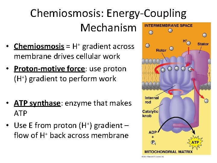 Chemiosmosis: Energy-Coupling Mechanism • Chemiosmosis = H+ gradient across membrane drives cellular work •