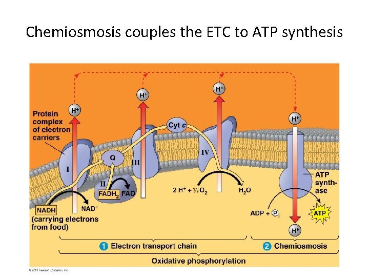 Chemiosmosis couples the ETC to ATP synthesis 