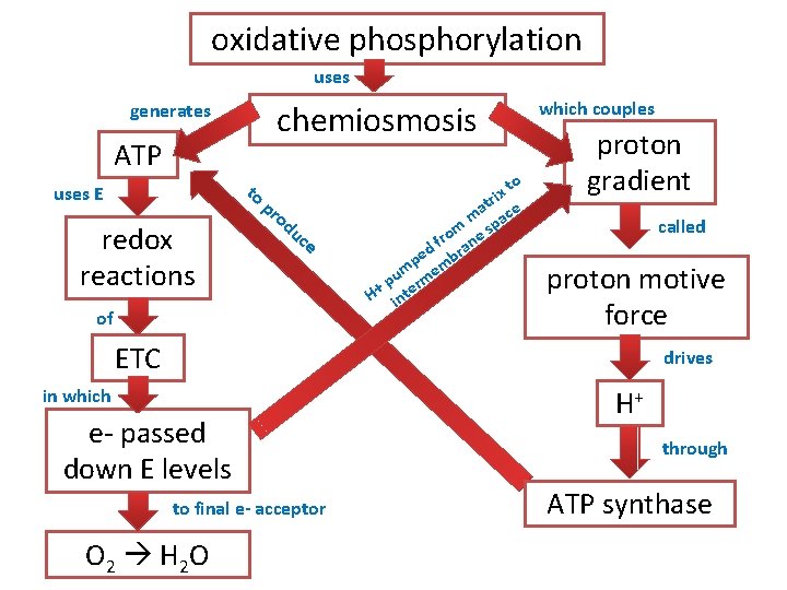 oxidative phosphorylation uses ATP to p uses E redox reactions which couples chemiosmosis generates