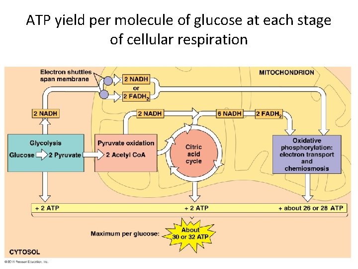 ATP yield per molecule of glucose at each stage of cellular respiration 