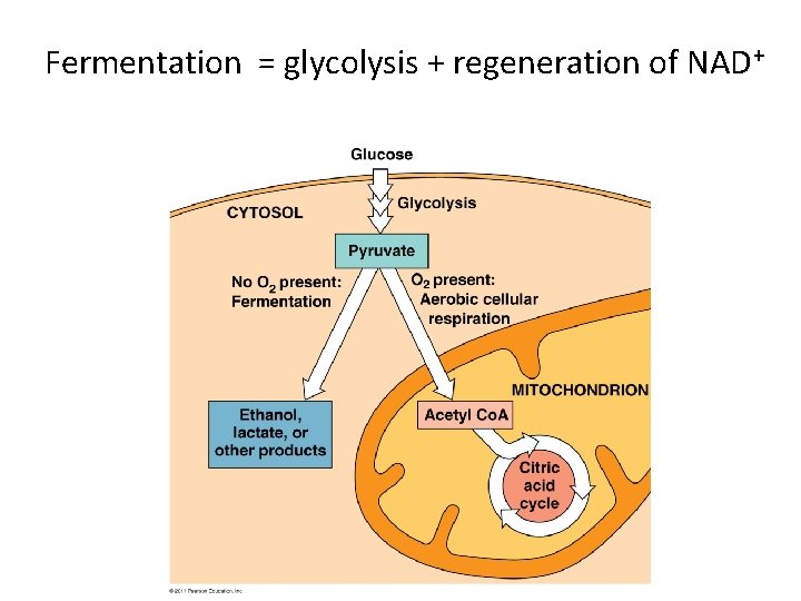  Fermentation = glycolysis + regeneration of NAD+ 