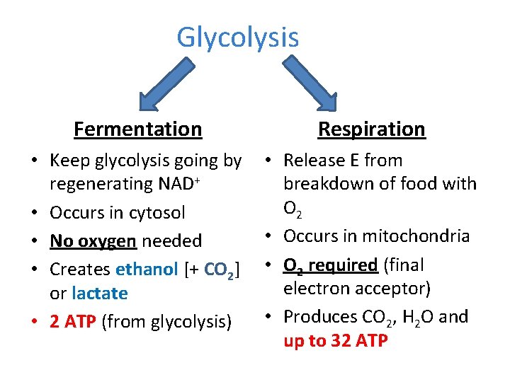 Without O 2 Glycolysis O 2 present Fermentation Respiration • Keep glycolysis going by