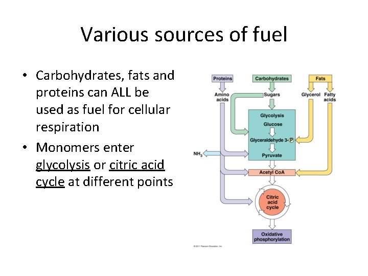 Various sources of fuel • Carbohydrates, fats and proteins can ALL be used as