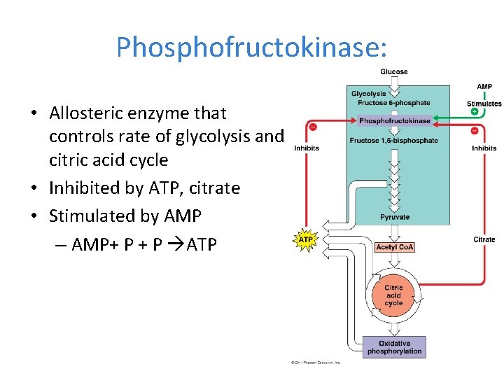 Phosphofructokinase: • Allosteric enzyme that controls rate of glycolysis and citric acid cycle •