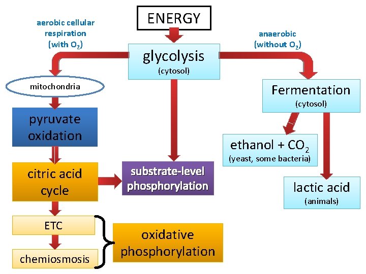 aerobic cellular respiration (with O 2) ENERGY glycolysis anaerobic (without O 2) (cytosol) Fermentation