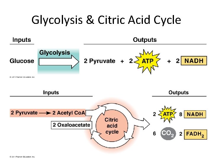 Glycolysis & Citric Acid Cycle 