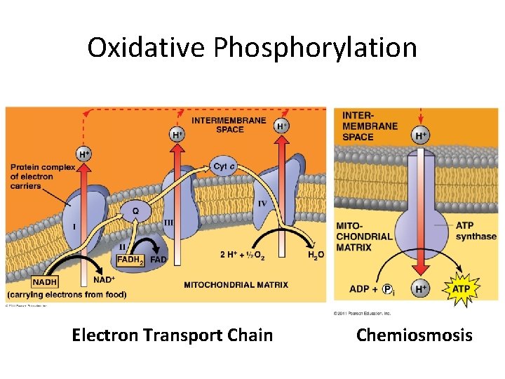 Oxidative Phosphorylation Electron Transport Chain Chemiosmosis 