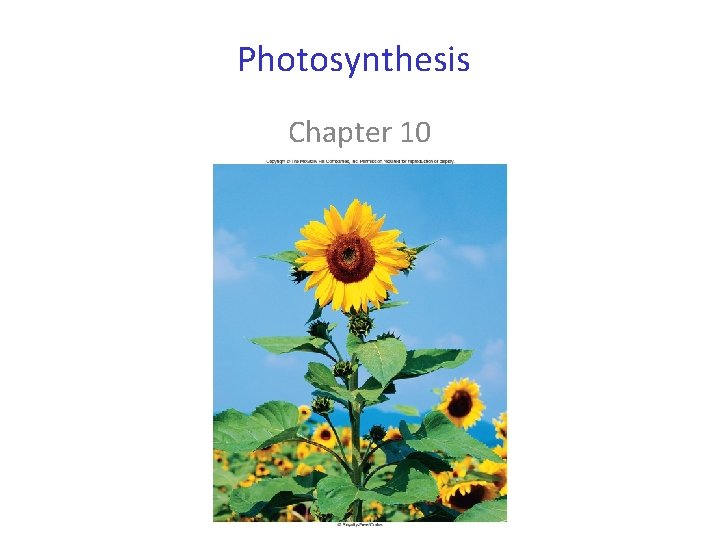 Photosynthesis Chapter 10 