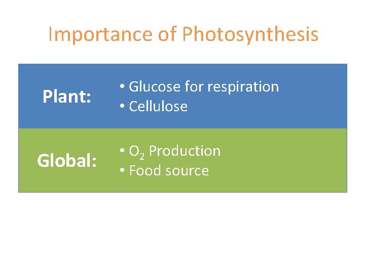 Importance of Photosynthesis Plant: Global: • Glucose for respiration • Cellulose • O 2