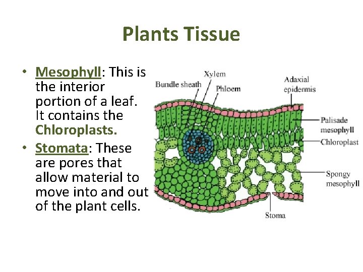 Plants Tissue • Mesophyll: This is the interior portion of a leaf. It contains