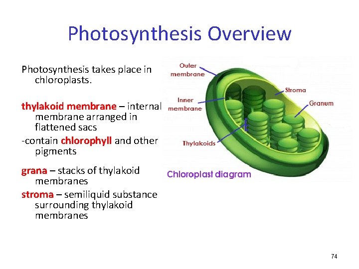 Photosynthesis Overview Photosynthesis takes place in chloroplasts. thylakoid membrane – internal membrane arranged in