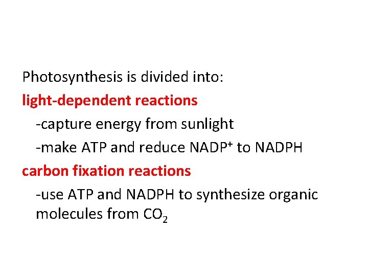 Photosynthesis is divided into: light-dependent reactions -capture energy from sunlight -make ATP and reduce