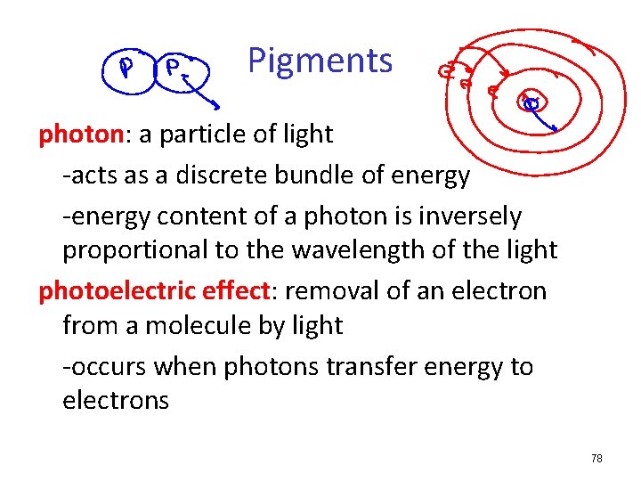 Pigments photon: a particle of light -acts as a discrete bundle of energy -energy