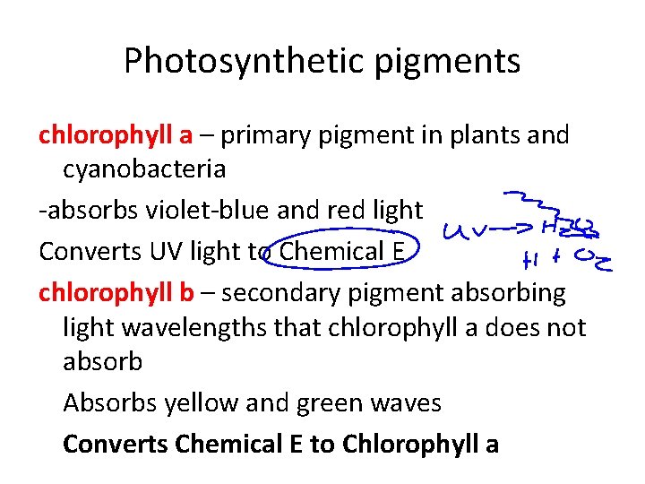 Photosynthetic pigments chlorophyll a – primary pigment in plants and cyanobacteria -absorbs violet-blue and