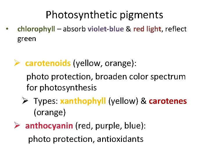 Photosynthetic pigments • chlorophyll – absorb violet-blue & red light, reflect green Ø carotenoids
