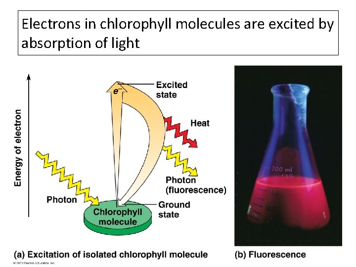 Electrons in chlorophyll molecules are excited by absorption of light 