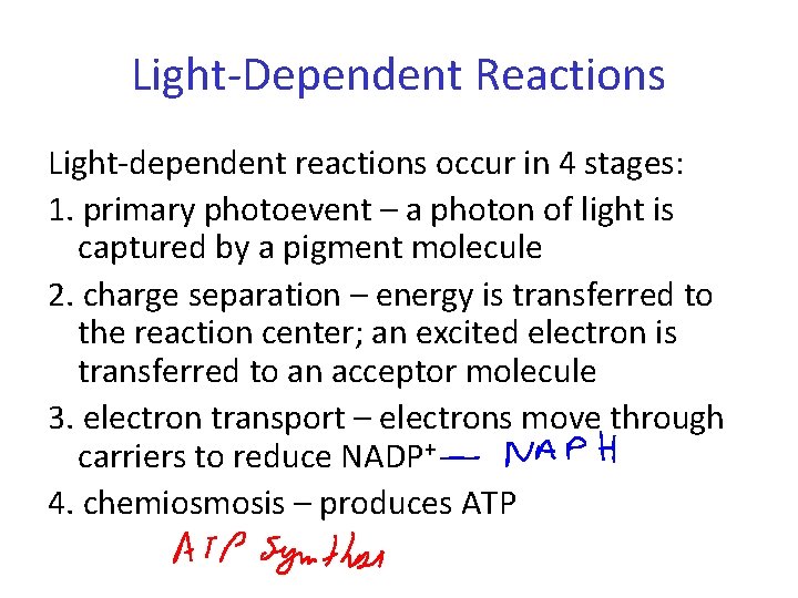 Light-Dependent Reactions Light-dependent reactions occur in 4 stages: 1. primary photoevent – a photon