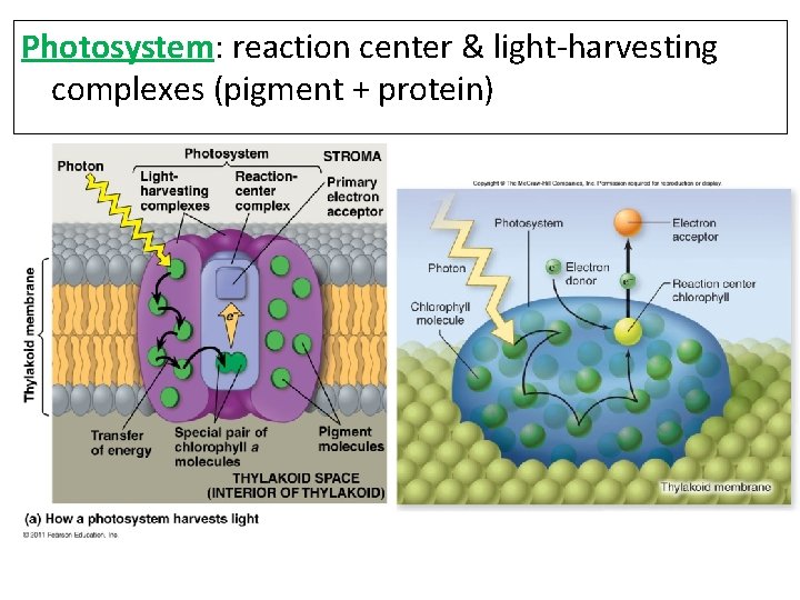 Photosystem: reaction center & light-harvesting complexes (pigment + protein) 