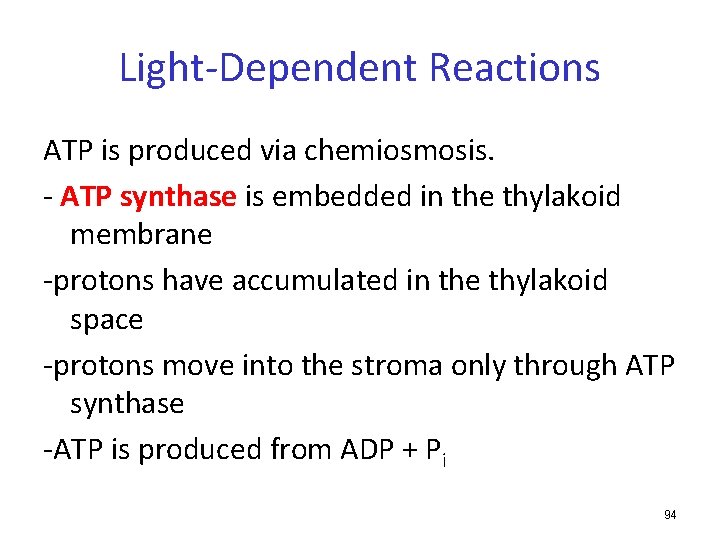 Light-Dependent Reactions ATP is produced via chemiosmosis. - ATP synthase is embedded in the