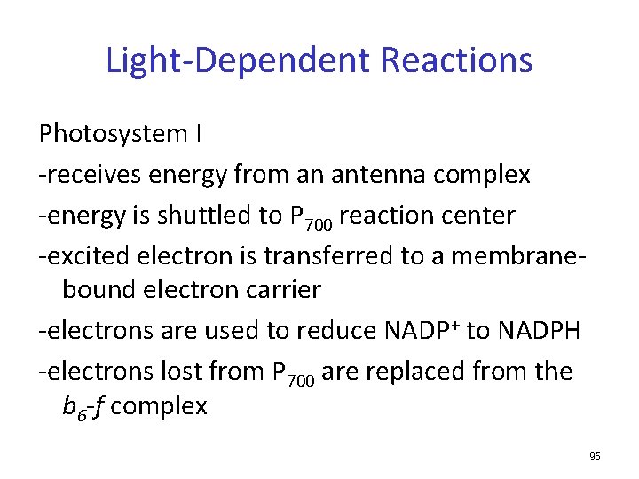Light-Dependent Reactions Photosystem I -receives energy from an antenna complex -energy is shuttled to