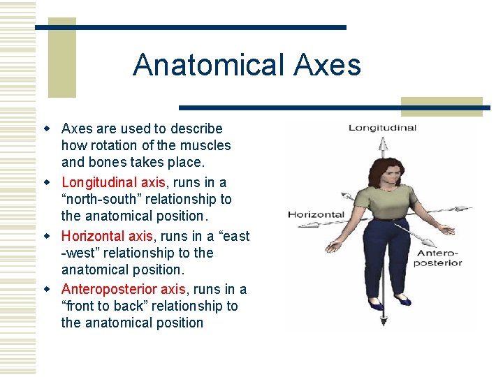 Anatomical Axes w Axes are used to describe how rotation of the muscles and